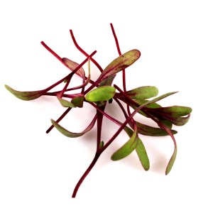 cervena repa 2 tyzdne4